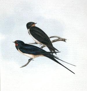 Dimnjačka lastavica-Ahnd