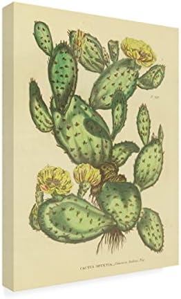 Zaštitni znak likovna umjetnost 'Herbal Botanical XXIX' Canvas Art by Wild Apple Portfolio